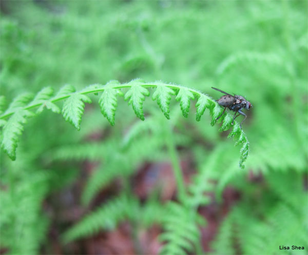 Tiger Fly on Misty Morning by Lisa Shea