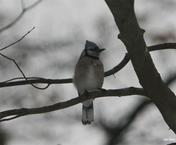 Impressionism Bluejay by Lisa Shea